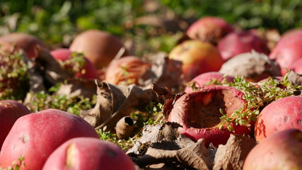 rottende appel apple