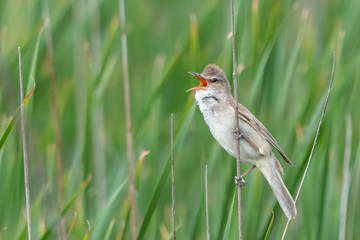 Büyük kamışçın » Great Reed Warbler » Acrocephalus arundinaceus