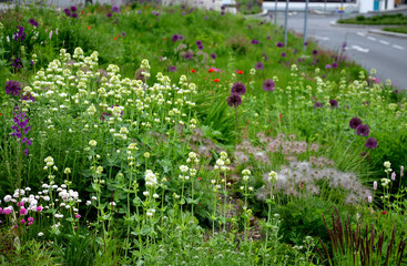 Allium giganteum garlic circular flower of ornamental garden purple violet blooming  fading away