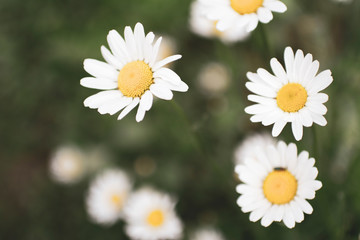 Fototapeta premium white daisies with water drops close up in green grass and blurred background
