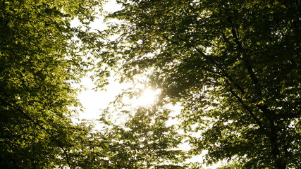 sun forest tree