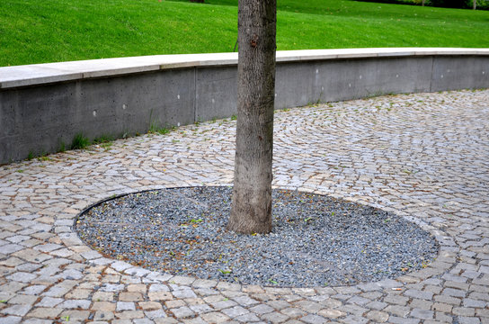 tree in a sidewalk of granite cubes, delimited space with a circle of mulch gravel
