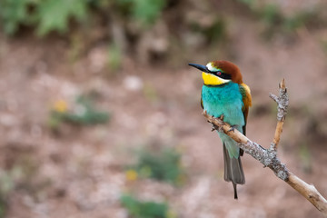 Arıkuşu » European Bee-eater » Merops apiaster