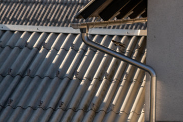 Obraz na płótnie Canvas Barn swallow flying near rooftops