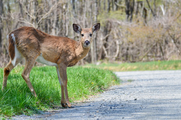 Young whitetail deer in Shenandoah National Park - Virginia, United States