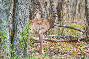 Young whitetail deer in Shenandoah National Park - Virginia, United States