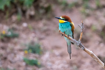 Arıkuşu » European Bee-eater » Merops apiaster