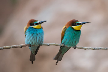 Arıkuşu » European Bee-eater » Merops apiaster