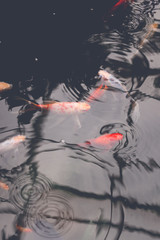 japanese koi fish in pond