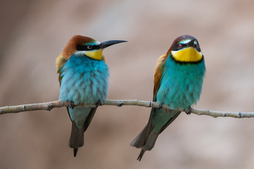 Fototapeta na wymiar Arıkuşu » European Bee-eater » Merops apiaster