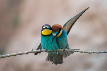 Arıkuşu » European Bee-eater » Merops apiaster