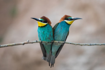 Arıkuşu » European Bee-eater » Merops apiaster