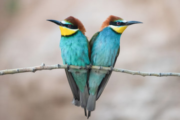 Arıkuşu » European Bee-eater » Merops apiaster