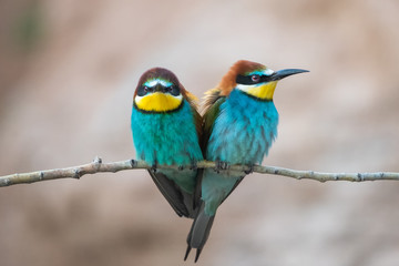 Arıkuşu » European Bee-eater » Merops apiaster