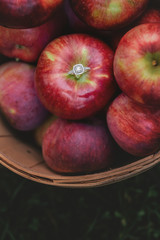 Apple Orchard Engagement
