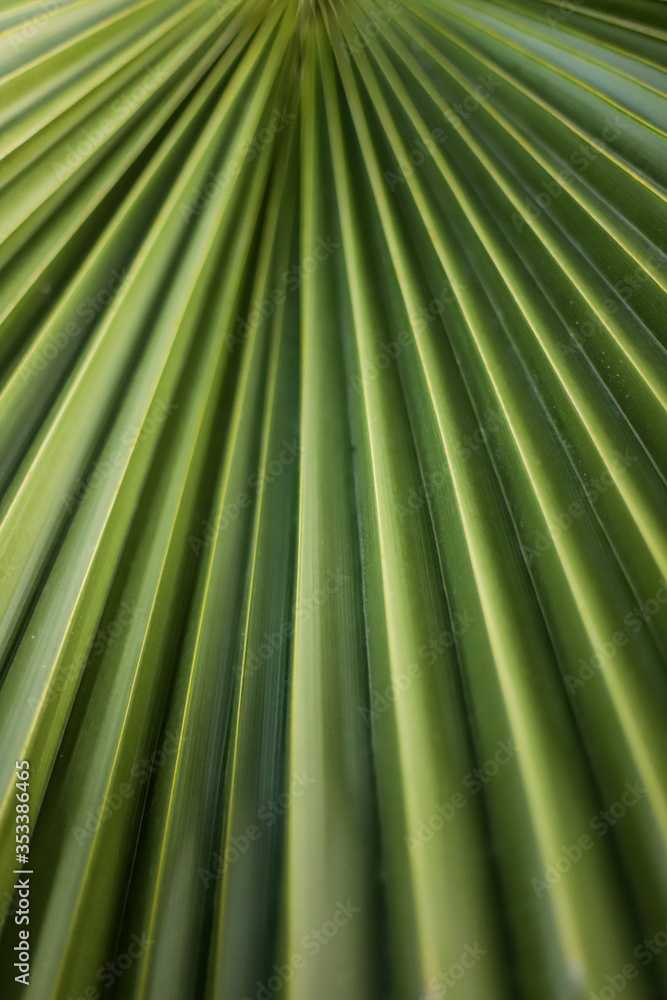 Wall mural palm leaf texture