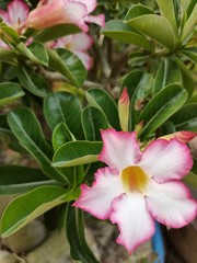 pink frangipani flower
