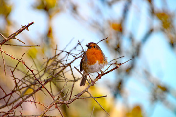 A robin with a fly in it's beak perches on a twig