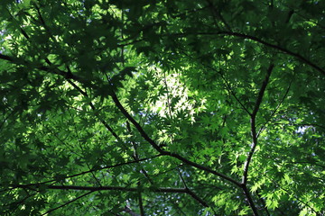 green leaves in the forest