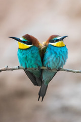 Arıkuşu &raquo; European Bee-eater &raquo; Merops apiaster