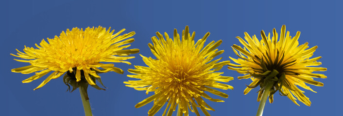 beautiful image of dandelions on a blue background