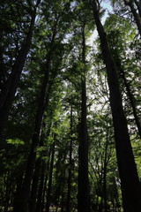 tall trees in the forest