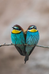 Arıkuşu » European Bee-eater » Merops apiaster