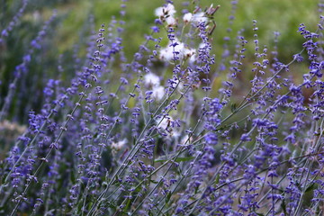 lavender field in provence
