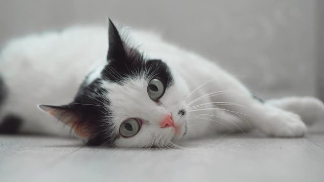White black domestic cat lies down on floor, looks at camera, moves its ears, then abruptly gets up and leaves. Pupils are enlarged, dilates and increases. Funny pet. Low angle shot from below