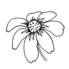 Chamomile, Rudbeckia flower. Floral hand drawn engraving. Vector illustration with isolated single flower on white.