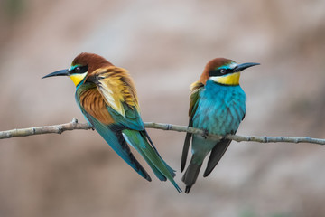 Arıkuşu » European Bee-eater » Merops apiaster