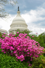 Washington D.C. in springtime - U.S. Capitol building and spring blossoms