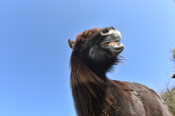 pony showing teeth