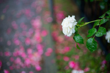 バラと花びら