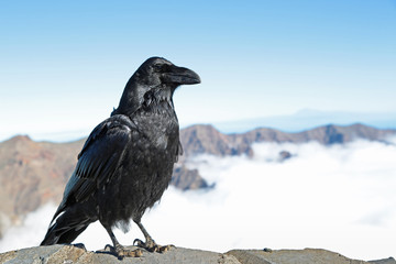 Corvus corax canariensis or Corvus corax tingitanus - A big, proud Canary Islands raven poses in front of the clouded mountain peaks of Roque de los Muchachos, isle of La Palma, Canary Islands, Spain.