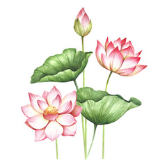 Composition with lotus. Hand draw watercolor illustration.