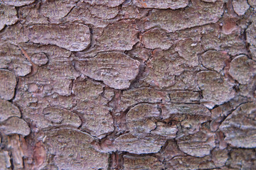 Background of cracked pine bark. Texture of old tree bark, close-up
