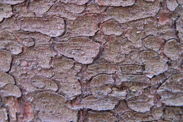 Background of cracked pine bark. Texture of old tree bark, close-up