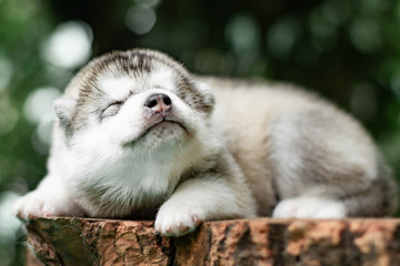 One Little cute puppy of Siberian husky dog outdoors