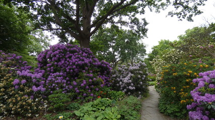 Blumen, Bäume
