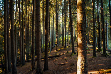 Beautiful forest with trees lit by the sun