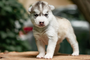 One Little cute puppy of Siberian husky dog outdoors
