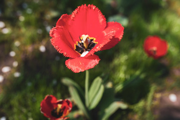 Red opened tulips on a background of green foliage