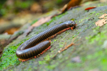 millipede close up