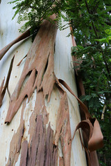 Tree bark