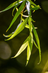 Weeping Willow leaves in a ray of sun close up