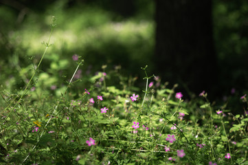 small pink geranium flower in spring forest