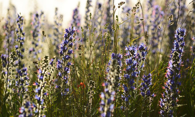 Blueweed - Viper's Bugloss, Echium Vulgare Wildflowers in Full Blossom in Sweden