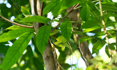 Bronzeback snake in tropical forest feeding on tree frog on Panay Island, Philippines