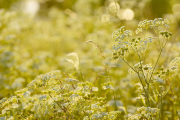 Cow Parsley with sunset in the background